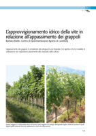 L’approvvigionamento idrico della vite in relazione all’appassimento dei grappoli