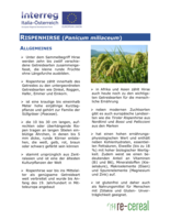 Merkblatt zum Anbau von Rispenhirse