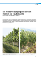 Die Wasserversorgung der Rebe im Hinblick auf Traubenwelke