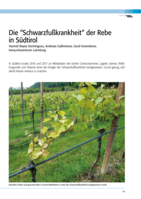 Die “Schwarzfußkrankheit“ der Rebe in Südtirol