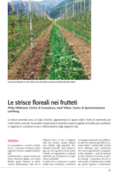 Le strisce floreali nei frutteti
