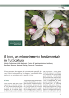 Il boro, un microelemento fondamentale in frutticoltura