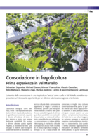 Consociazione in fragolicoltura: Prima esperienza in Val Martello