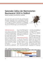 Saisonaler Zyklus der Marmorierten Baumwanze 2020 in Südtirol
