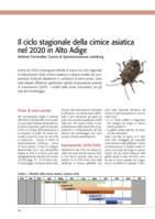 Il ciclo stagionale della cimice asiatica nel 2020 in Alto Adige