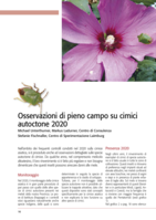 Osservazioni di pieno campo su cimici autoctone 2020