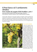 Il Pinot bianco ed il cambiamento climatico; Primi risultati del progetto FESR PinotBlanc, parte 1