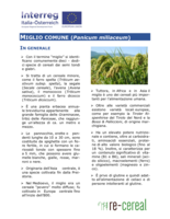 Scheda tecnica per la coltivazione di miglio