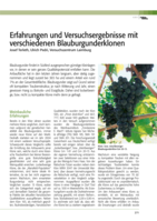 Erfahrungen und Versuchsergebnisse mit verschiedenen Blauburgunderklonen