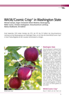 WA38/Cosmic Crisp® in Washington State