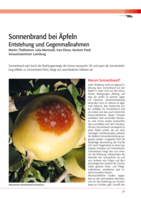 Sonnenbrand bei Äpfeln