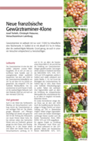 Neue französische Gewürztraminer Klonen