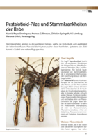 Pestalotioid-Pilze und Stammkrankheiten der Rebe