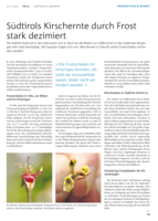 Südtirols Kirschernte durch Frost stark reduziert