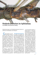 Rindenkrankheiten im Apfelanbau
