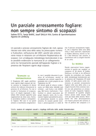 Un parziale arrossamento fogliare: non sempre sintomo di scopazzi