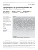 The ultrastructure of the apical organ of the Müller's larva of the tiger flatworm Prostheceraeus crozieri