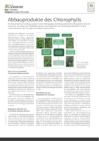 Abbauprodukte des Chlorophylls