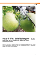 Prove di difesa dell' afide lanigero - 2022