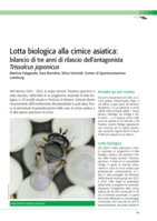 Lotta biologica alla cimice asiatica: bilancio di tre anni di rilascio dell'antagonista Trissolcus japonicus