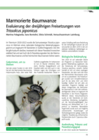 Marmorierte Baumwanze: Evaluierung der dreijährigen Freisetzungen von Trissolcus japonicus