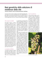 Basi genetiche della selezione di resistenze della vite