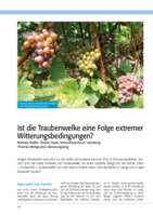 Ist die Traubenwelke eine Folge extremer Witterungsbedingungen
