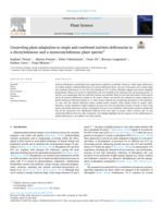 Unraveling plant adaptation to single and combined nutrient deficiencies in a dicotyledonous and a monocotyledonous plant species