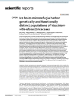 Ice holes microrefugia harbor genetically and functionally distinct populations of Vaccinium vitis-idaea (Ericaceae)