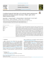 A multifaced approach sheds light on the molecular details underlaying the mechanism preventing enzymatic browning in 'Majda' apple cultivar (Malus domestica Borkh.)