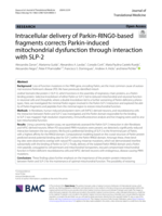 Intracellular delivery of Parkin-RING0-based fragments corrects Parkin-induced mitochondrial dysfunction through interaction with SLP-2