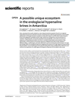 A possible unique ecosystem in the endoglacial hypersaline brines in Antarctica
