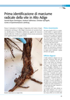 Prima identificazione di marciume radicale della vite in Alto Adige