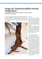 Erreger der Traubenwurzelfäule erstmals nachgewiesen