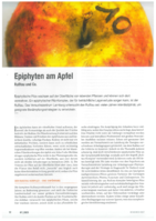 Epiphyten am Apfel