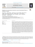 Dopamine‑iron homeostasis interaction rescues mitochondrial fitness in Parkinson's disease