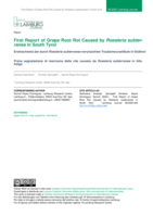 First Report of Grape Root Rot Caused by Roesleria subterraneain South Tyrol