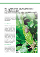 Die Dynamik von Baumwanzen und  ihren Parasitoiden