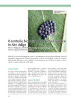 Il controllo biologico della cimice asiatica in Alto Adige