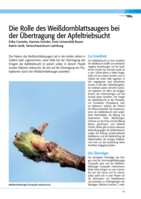 Die Rolle des Weißdornblattsaugers bei der Übertragung der Apfeltriebsucht