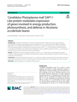 Candidatus Phytoplasma mali SAP11-Like protein modulates expression of genes involved in metabolic pathways, photosynthesis, and defense in Nicotiana occidentalis leaves