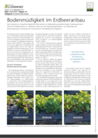 Bodenmüdigkeit im Erdbeeranbau