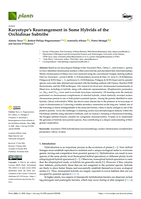 Karyotype’s Rearrangement in Some Hybrids of the Orchidinae Subtribe