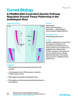 A PHABULOSA-Controlled Genetic Pathway Regulates Ground Tissue Patterning in the Arabidopsis Root