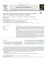 SidF, a dual substrate N5-acetyl-N5-hydroxy-L-ornithine transacetylase involved in Aspergillus fumigatus siderophore biosynthesis