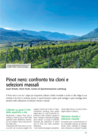 Pinot nero: confronto tra cloni e selezioni massali