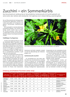 Zucchini - ein Sommerkürbis