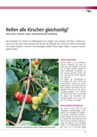 Reifen alle Kirschen gleichzeitig?