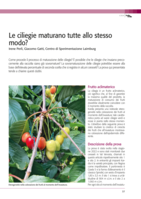 Le ciliegie maturano tutte allo stesso modo?