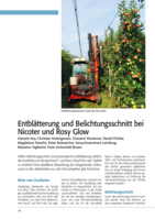 Entblätterung und Belichtungsschnitt bei Nicoter und Rosy Glow